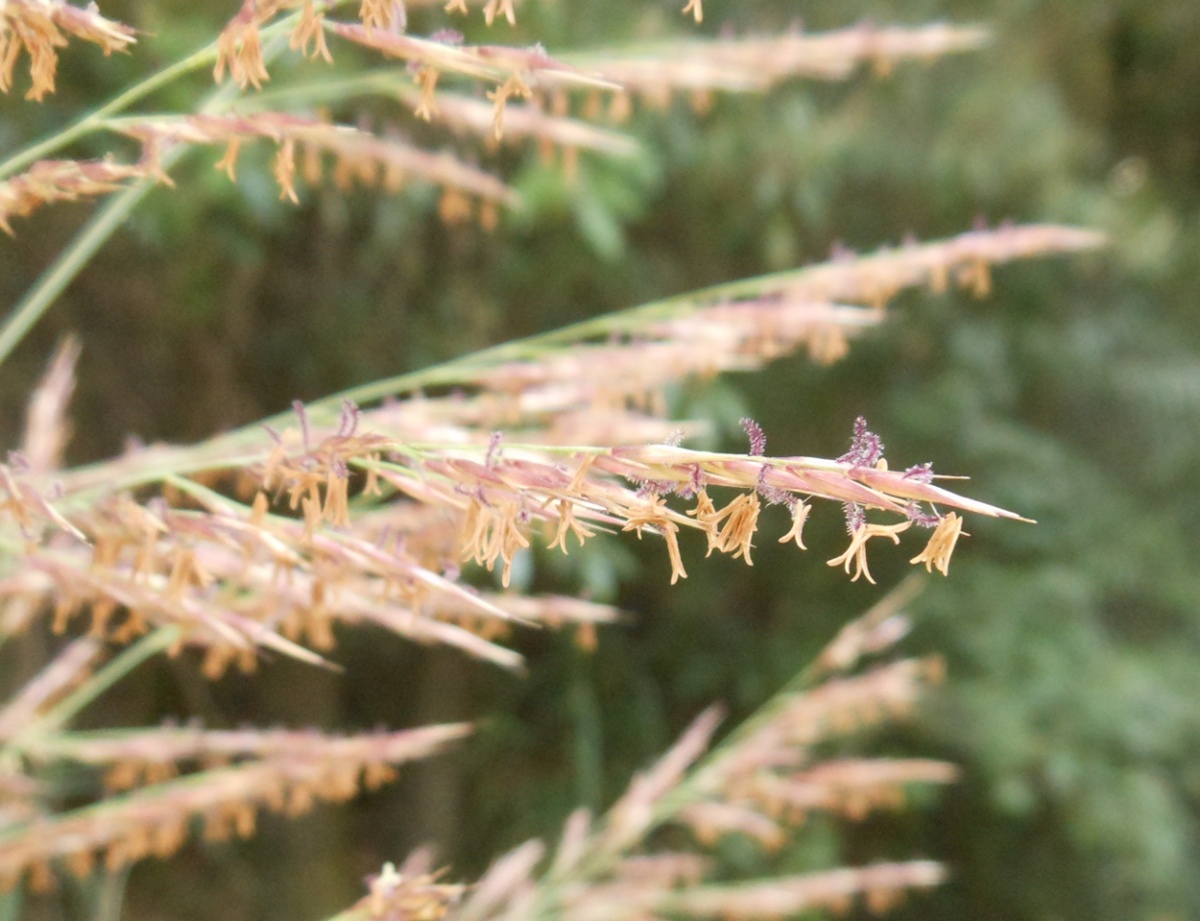 Arundo plinii / Canna del Reno